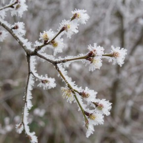 На выходных в Крыму ожидаются заморозки