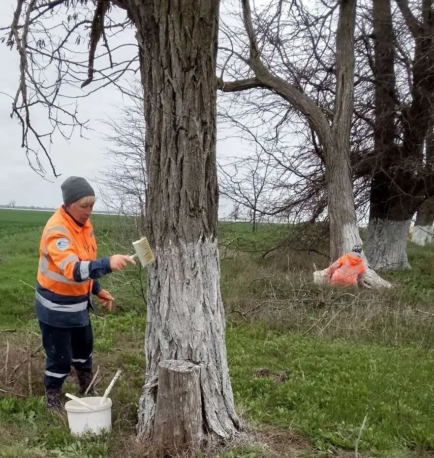 Белим деревья во въездных группах — наводим порядок там, где начинается населённый пункт Белим деревья во въездных группах — наводим порядок там, где начинается населённый пункт