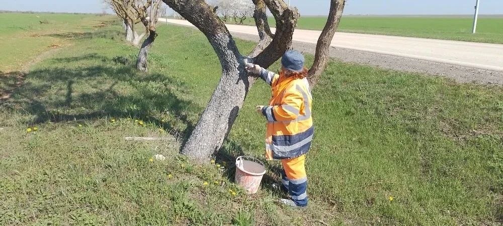Белим деревья во въездных группах — наводим порядок там, где начинается населённый пункт Белим деревья во въездных группах — наводим порядок там, где начинается населённый пункт