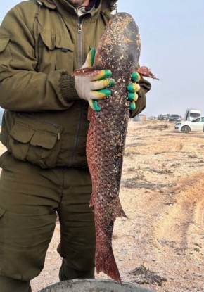 В Крыму начался настоящий рыбный движ