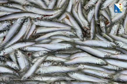 В Севастополе тщательно проверяют качество черноморской рыбы