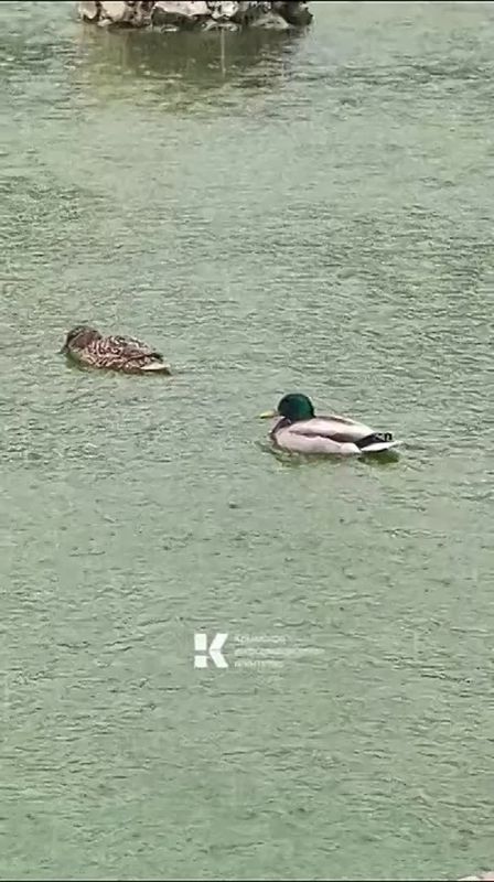 ��� �� ������� ��������������� ������ �� ���� ������