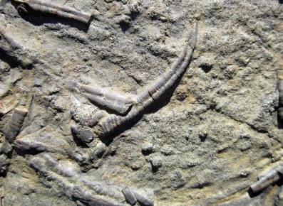 В Симферополе на берегу водохранилища обнаружили странные окаменелости, которым учёные не могут найти объяснения