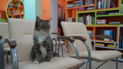 От книг до лапы дружбы: Как животные согревают сердца сотрудников и читателей симферопольской библиотеки