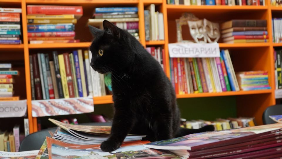 От книг до лапы дружбы: Как животные согревают сердца сотрудников и читателей симферопольской библиотеки От книг до лапы дружбы: Как животные согревают сердца сотрудников и читателей симферопольской библиотеки