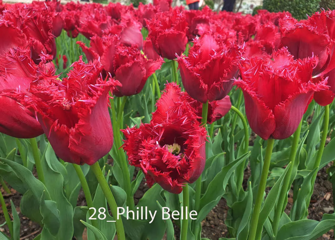 В Никитском ботаническом саду выбирают «генерала» Парада тюльпанов В Никитском ботаническом саду выбирают «генерала» Парада тюльпанов