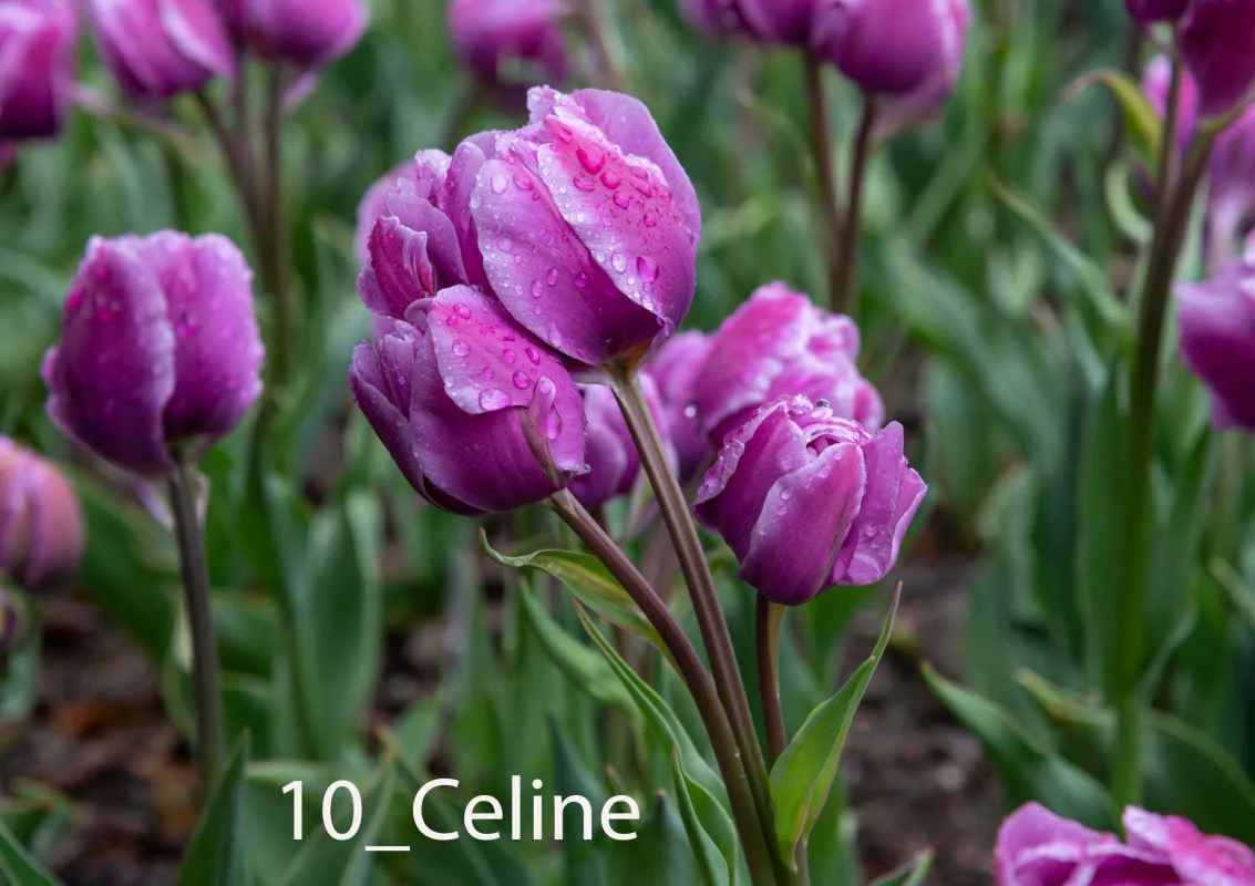 В Никитском ботаническом саду выбирают «генерала» Парада тюльпанов