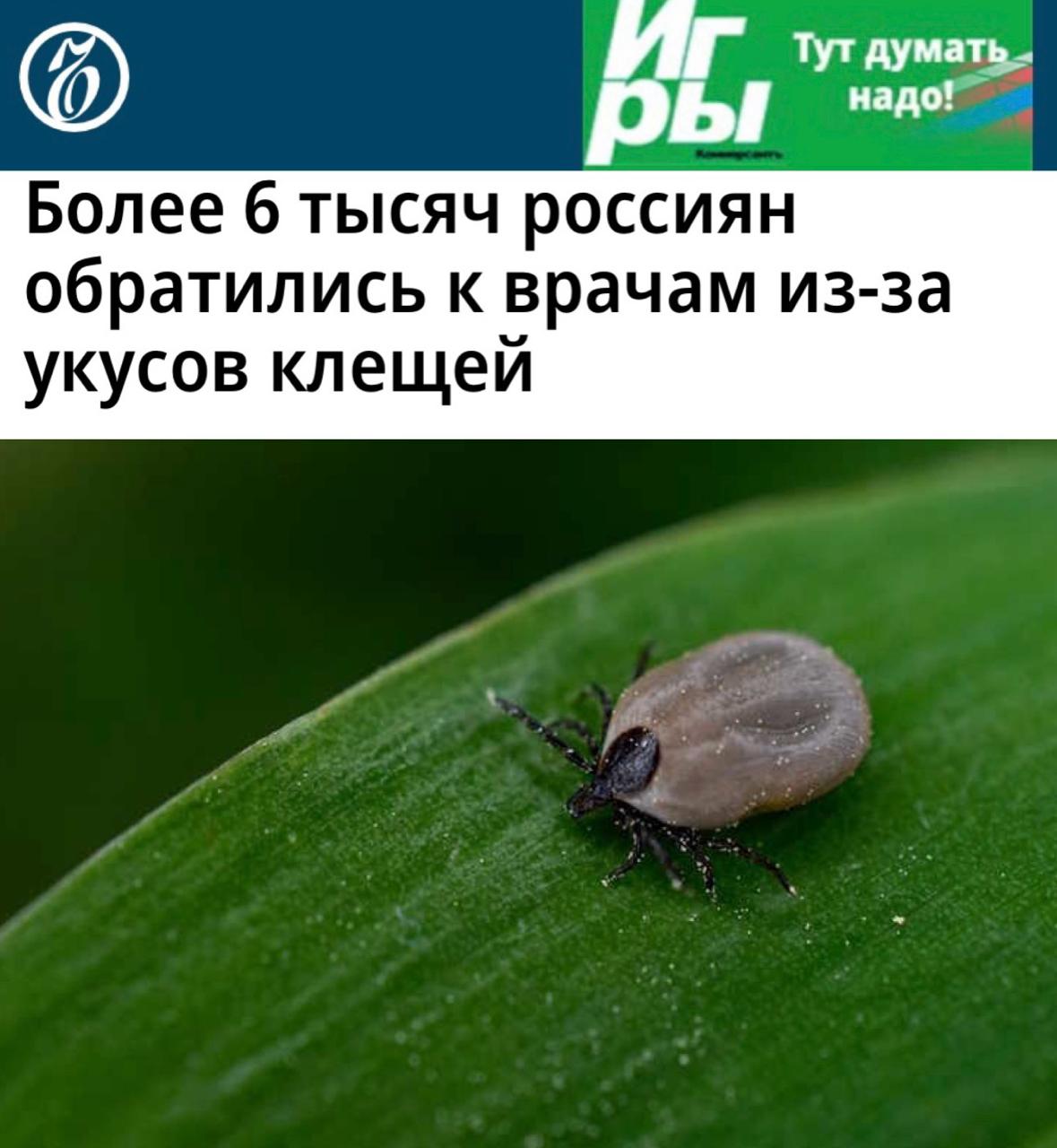«Более 6 тысяч россиян обратились к врачам из-за укусов клещей»: Роспотребнадзор призвал россиян вакцинироваться от клещевого энцефалита