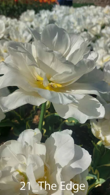 В Никитском ботаническом саду выбирают «генерала» Парада тюльпанов В Никитском ботаническом саду выбирают «генерала» Парада тюльпанов