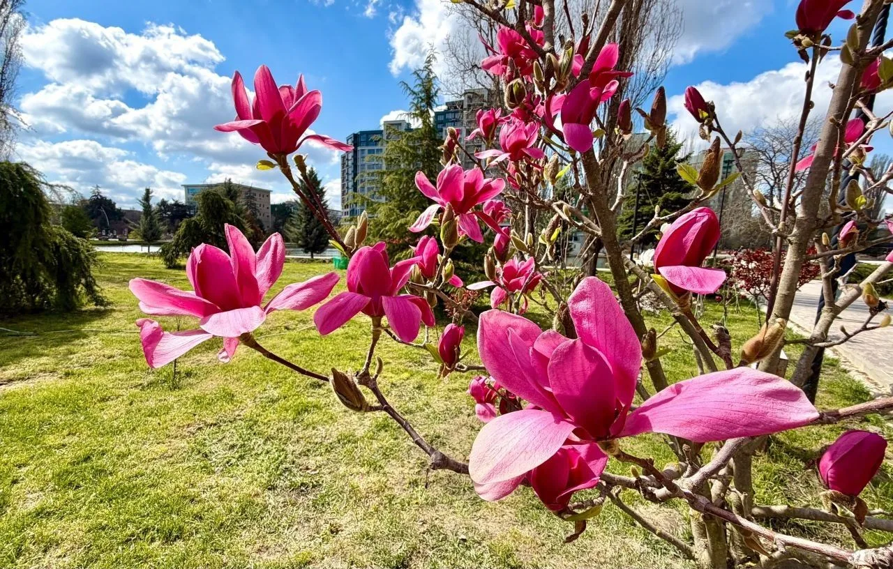 Магнолия цветёт в симферопольких парках Магнолия цветёт в симферопольких парках