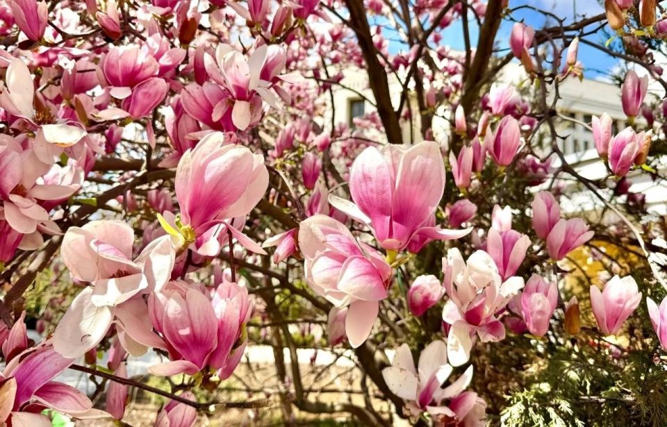 � ����������� ������� ��������