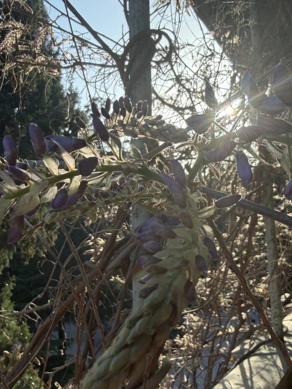 Олег Царёв: Зацветает глициния. Особняку 130 лет Олег Царёв: Зацветает глициния. Особняку 130 лет