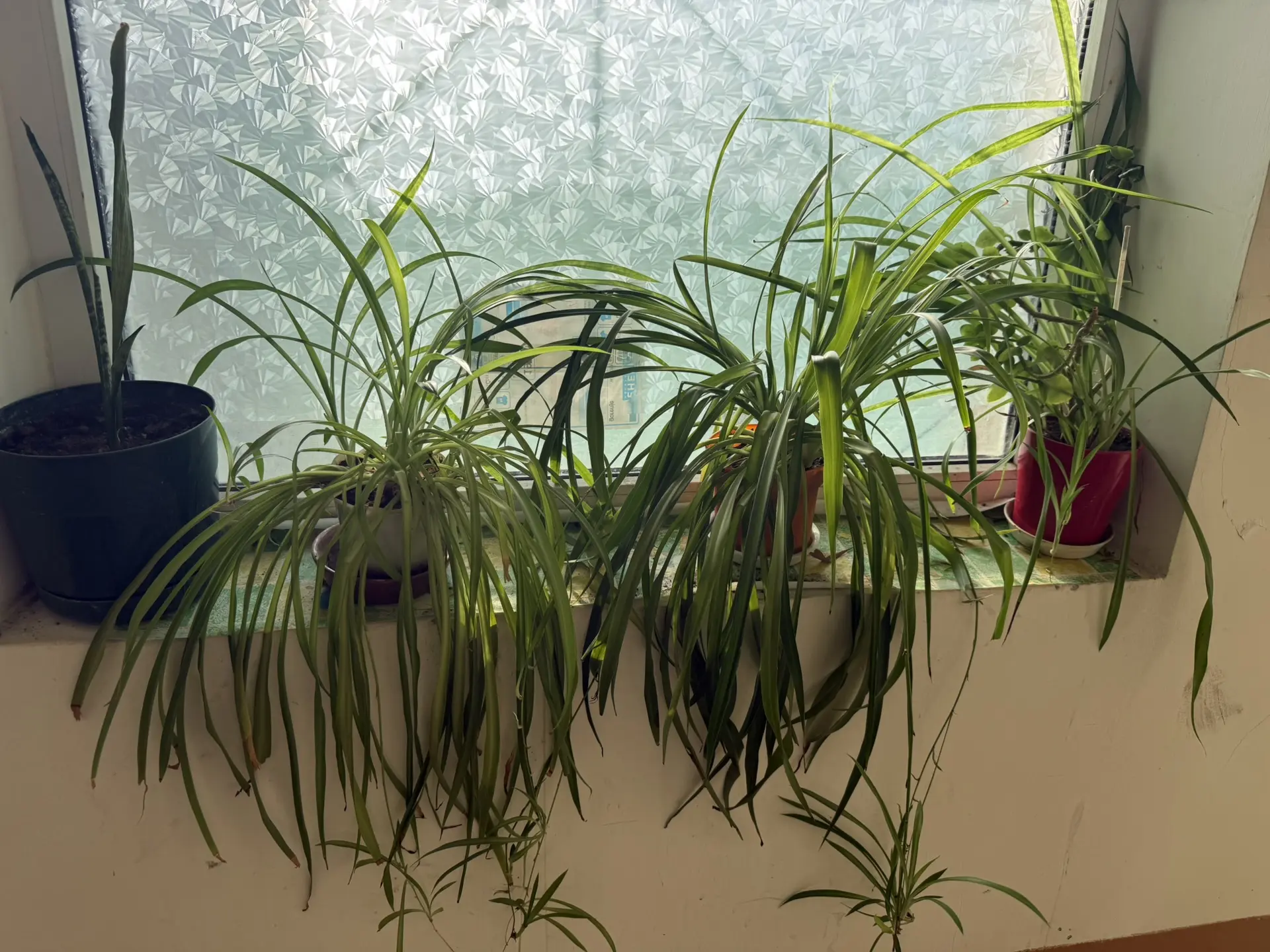 Константин Шимановский: Завершаем косметический ремонт подъезда на Стахановской, 19 и приступаем к новому объекту – пгт Никита, 38 корпус 2! Константин Шимановский: Завершаем косметический ремонт подъезда на Стахановской, 19 и приступаем к новому объекту – пгт Никита, 38 корпус 2!