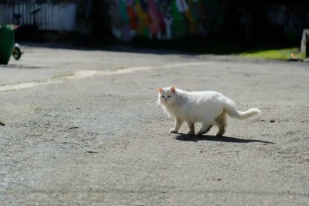 � ������ ������ ������� ����� ��� �����