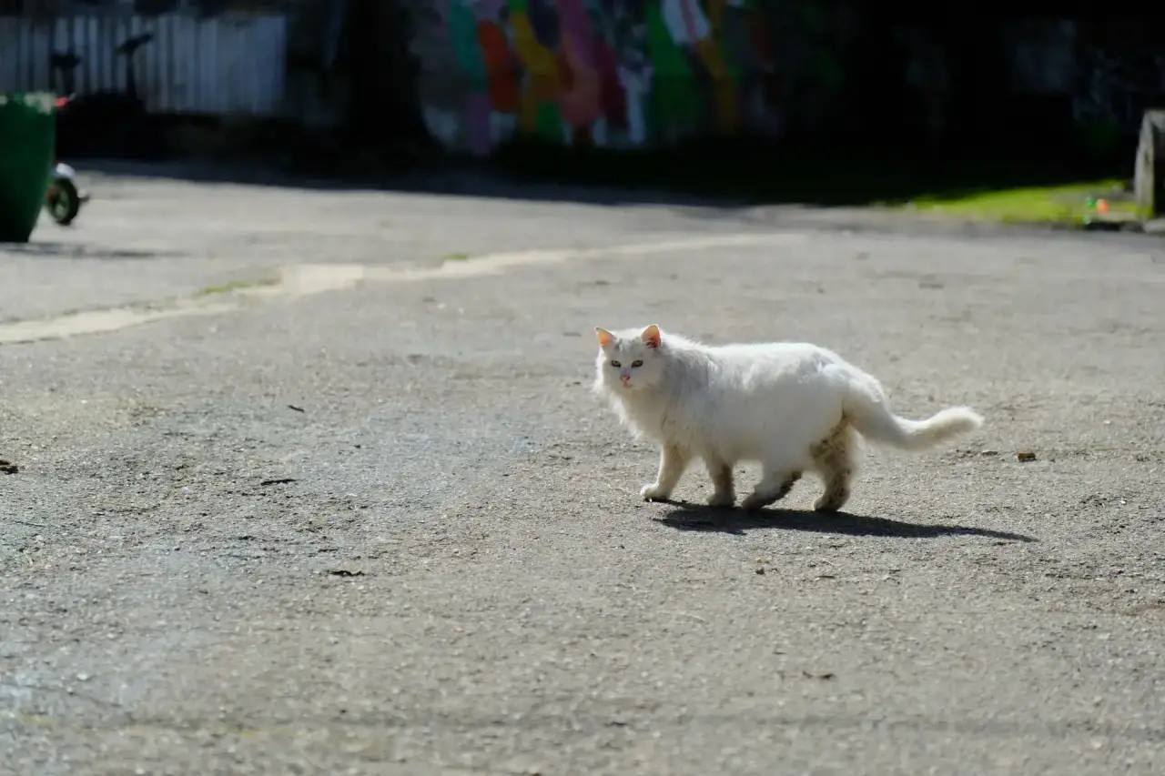 В Гаспре начали строить приют для кошек