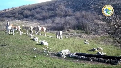 Не ослы и не лошади: в Крыму заметили загадочных куланов