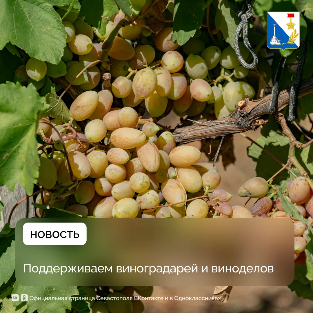 Виноградари и виноделы Севастополя могут получить субсидии на уход за виноградниками