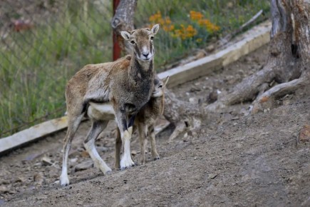 � ������������ ����� ��������� � ������� ����� �������� ����������