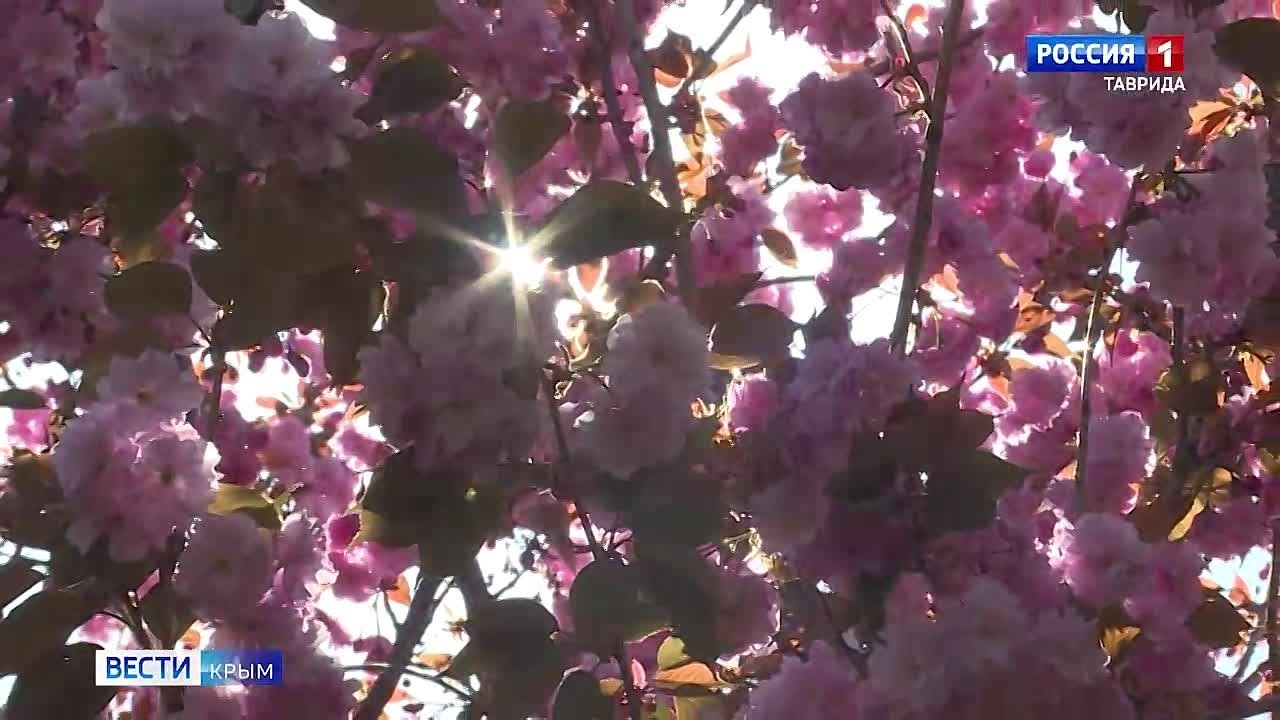 В Крыму — пик цветения персиков и магнолий