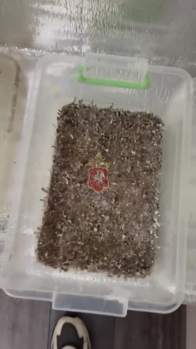 Севастопольские полицейские задержали местного жителя, который выращивал дома наркосодержащие растения и грибы для продажи