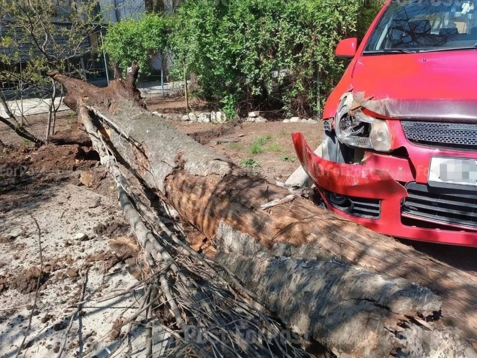 Сухое дерево завалилось на две легковушки в Севастополе – они получили повреждения
