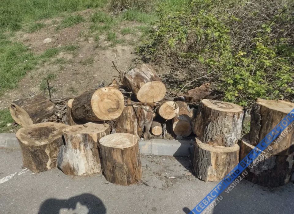 Во дворе дома №29 на улице Гоголя упавшее дерево повредило две машины