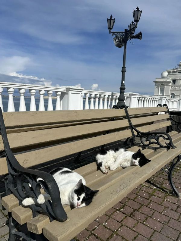 Встречаем выходные вместе с севастопольскими котиками!