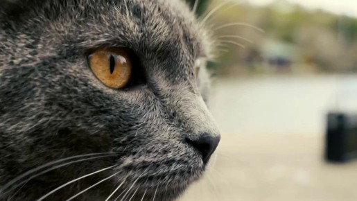 ������ ��������� ���. ���������� ��-�������� �� ����� ������ ��������� � ���� ����������� ����� � LEON-������ ���� � ������