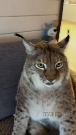 ��� ���������� ������, ��� �������?�: