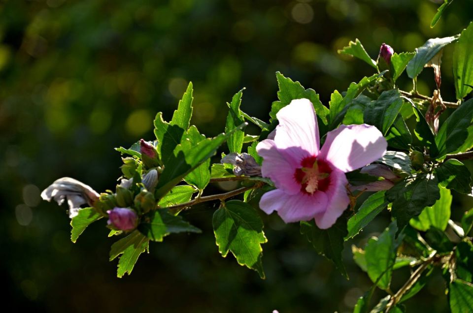 ������ ����, �����������!