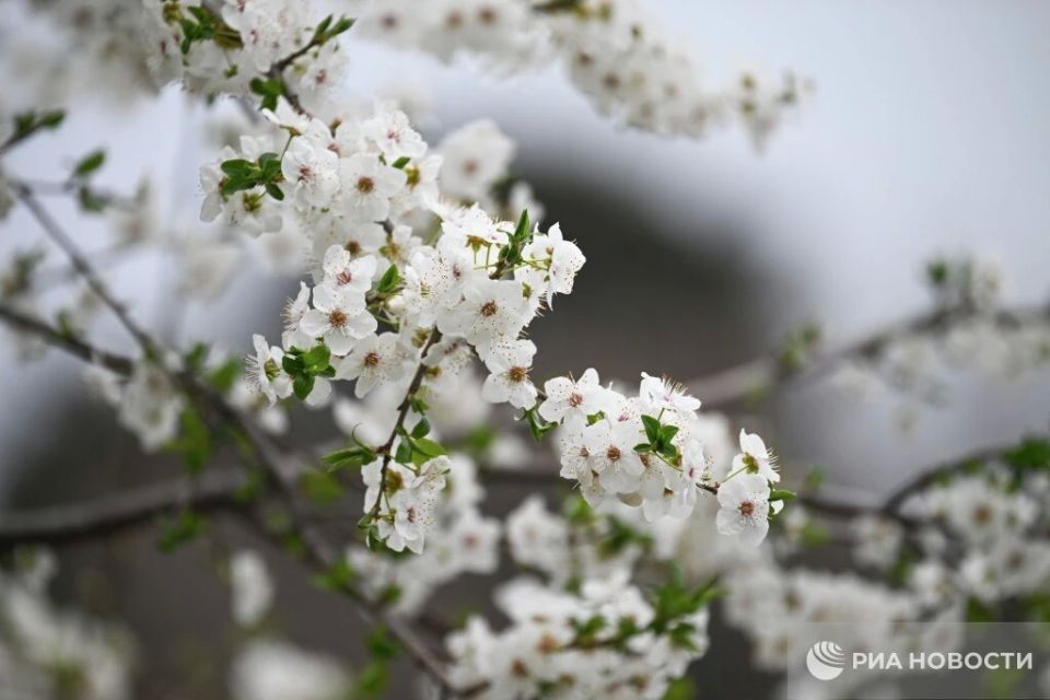 Погода на новых территориях России