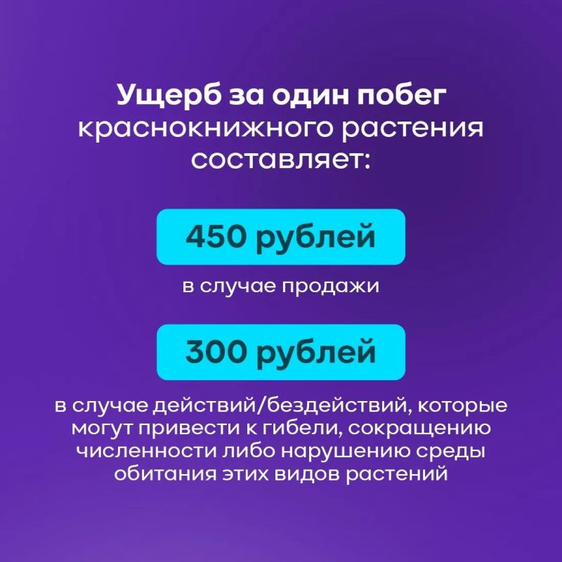 19 апреля - День подснежника 19 апреля - День подснежника