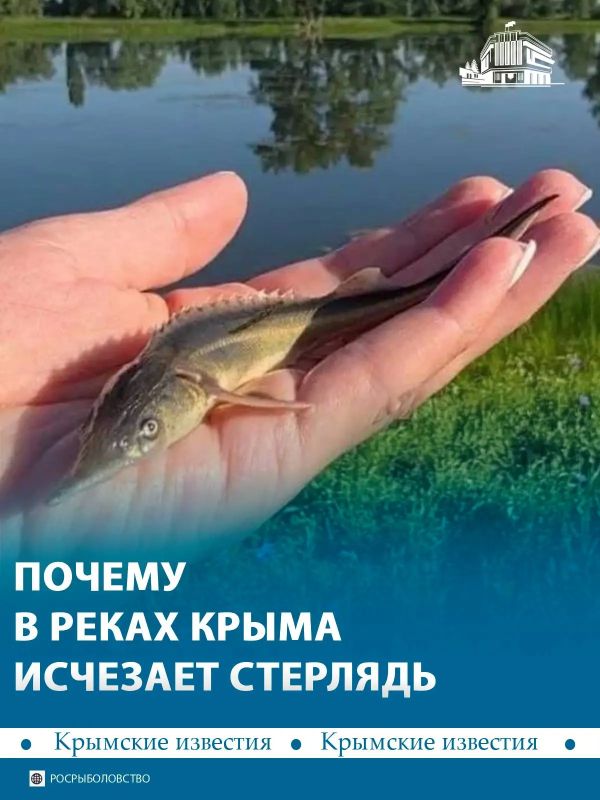 Стерлядь стремительно исчезает из рек бассейна Чёрного моря