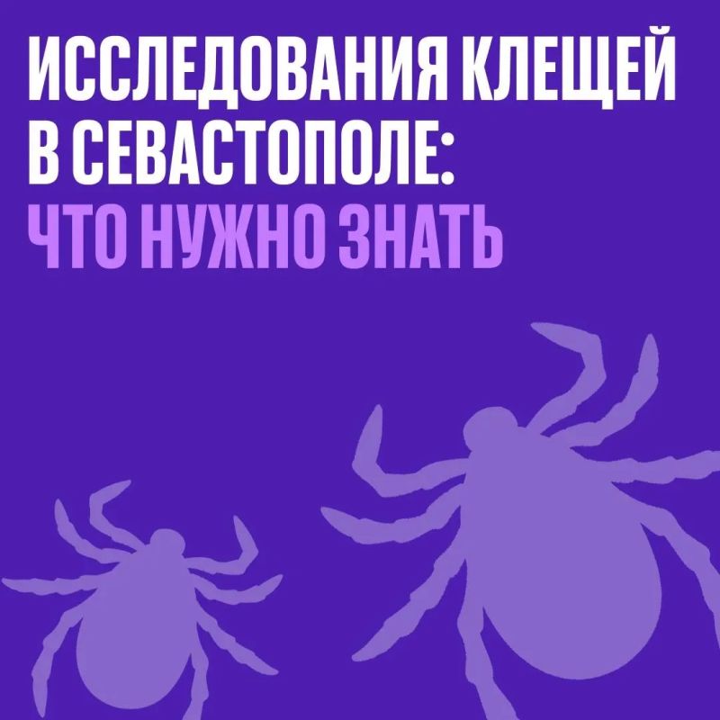 Ночью в Севастополе борются с кровососами