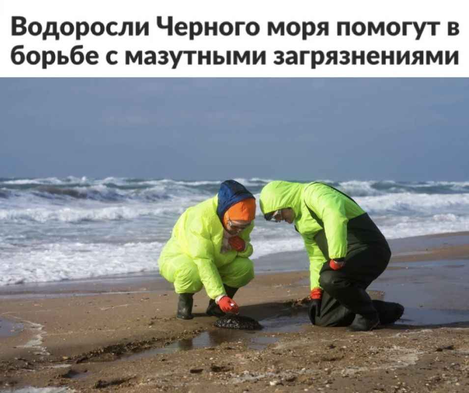 «Водоросли Черного моря помогут в борьбе с мазутными загрязнениями»: Выявлять загрязнения воды мазутом будут с помощью водорослей