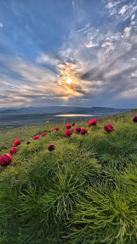 В Крыму массово зацвели дикие пионы