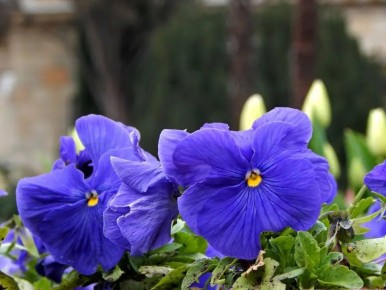 ������ � ����������� 20 ������