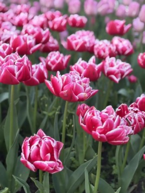 ������ � ����������� ������ ���������, ��� ����� �������