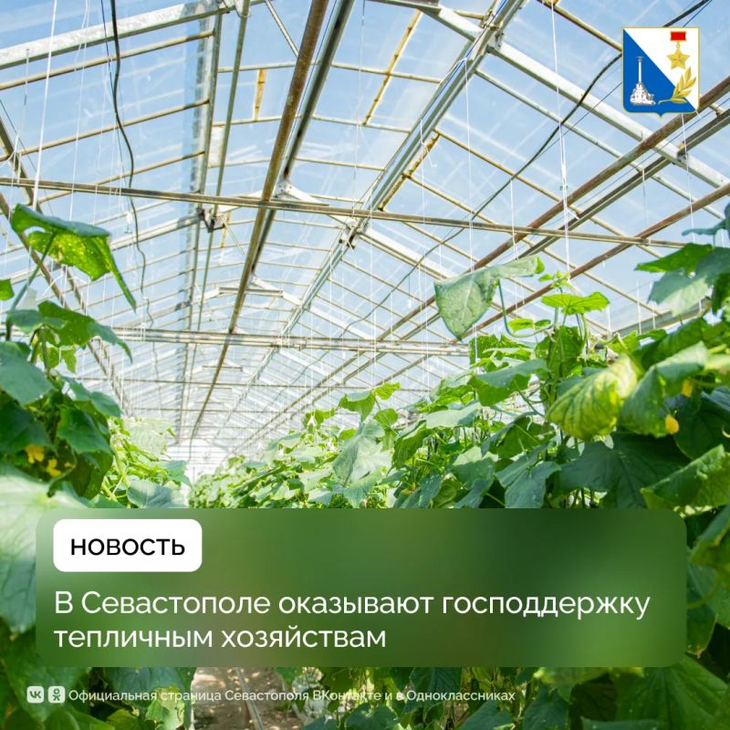 Тепличные хозяйства Севастополя могут получить господдержку на развитие