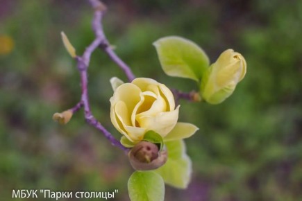 � ����������� ����� ����������� ������ ���������, ������������ ������, � ��� �������� ������������ ������ ������