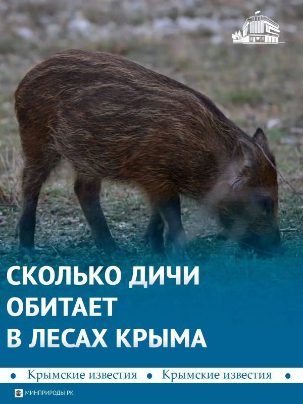 В Крыму подсчитали популяции охотничьих животных