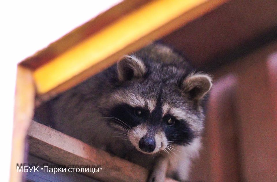 С приходом весны еноты Симферопольского зооуголка всё чаще стали выходить из своих утеплённых домиков С приходом весны еноты Симферопольского зооуголка всё чаще стали выходить из своих утеплённых домиков