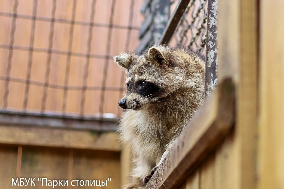 С приходом весны еноты Симферопольского зооуголка всё чаще стали выходить из своих утеплённых домиков С приходом весны еноты Симферопольского зооуголка всё чаще стали выходить из своих утеплённых домиков