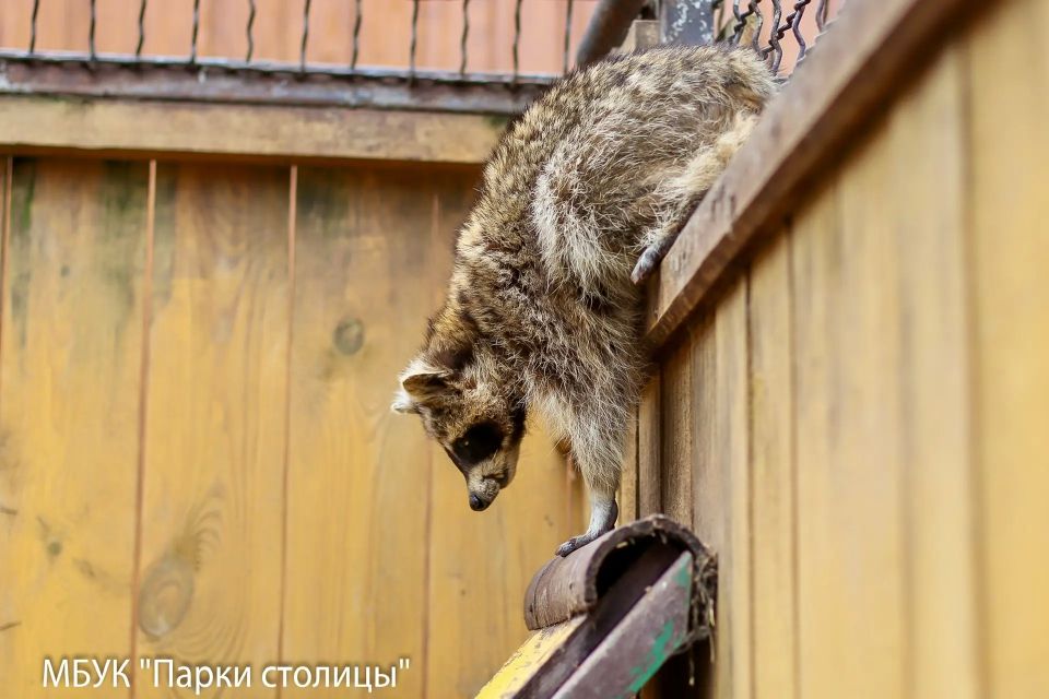 С приходом весны еноты Симферопольского зооуголка всё чаще стали выходить из своих утеплённых домиков С приходом весны еноты Симферопольского зооуголка всё чаще стали выходить из своих утеплённых домиков