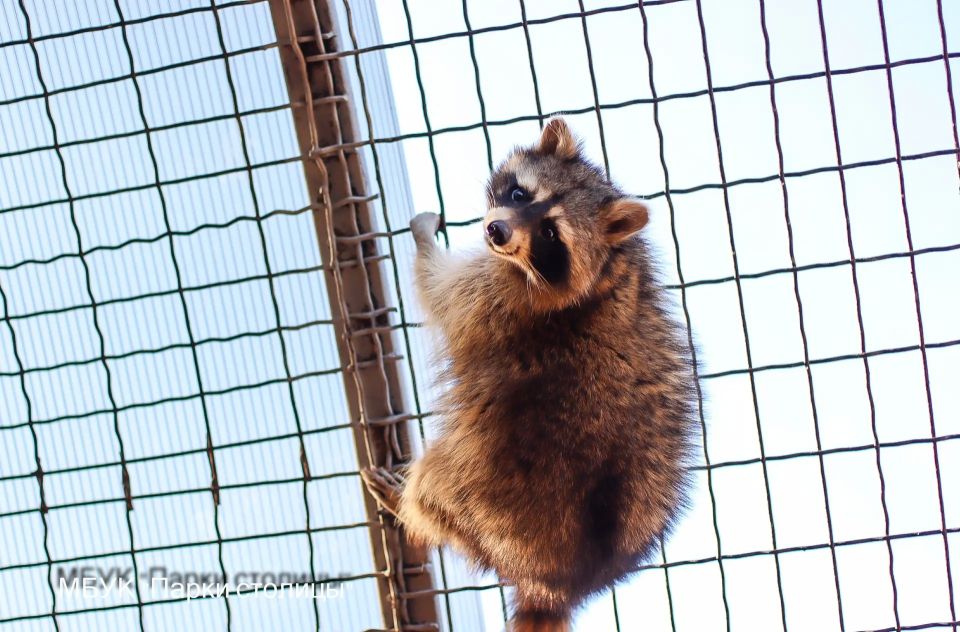 С приходом весны еноты Симферопольского зооуголка всё чаще стали выходить из своих утеплённых домиков С приходом весны еноты Симферопольского зооуголка всё чаще стали выходить из своих утеплённых домиков