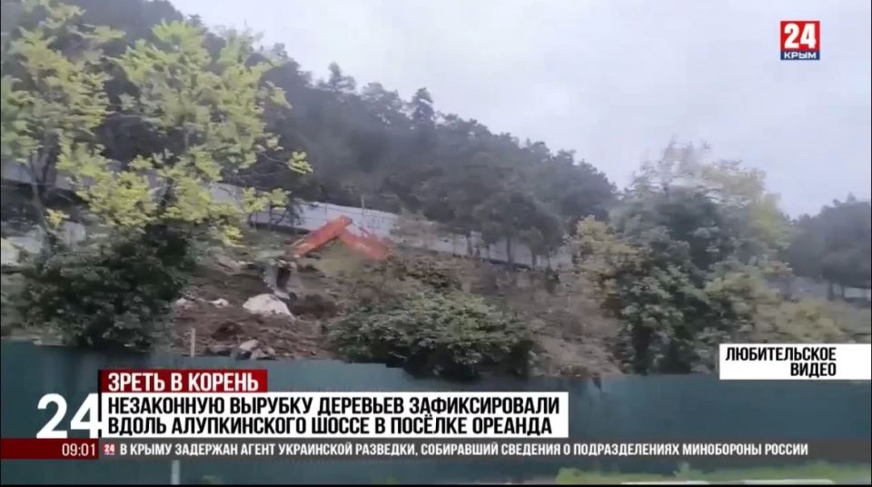 Прокуратура Крыма организовала проверку по информации, озвученной в сюжете телеканала «Крым 24», о незаконной вырубке деревьев вдоль Алупкинского шоссе в городском округе Ялта