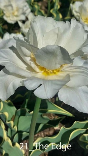 � ��������� ������������ ���� �������� ��������� ������ ���������