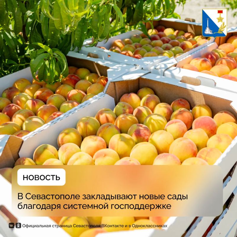 В Севастополе закладывают новые сады: с 2016 года господдержка отрасли превысила 137 миллионов рублей