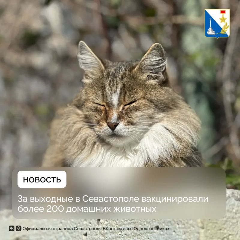 На выходных в Балаклаве от бешенства вакцинировали 212 домашних животных