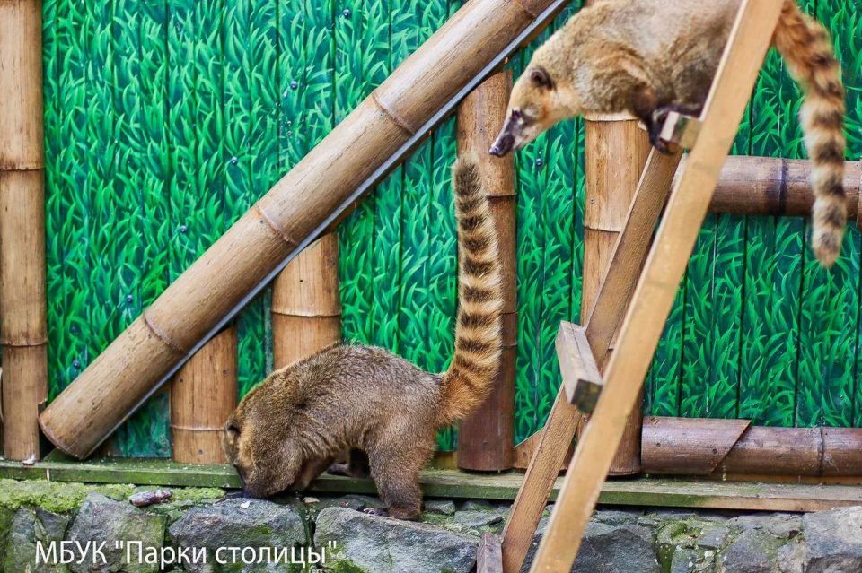 Могут жалобно ныть, фыркнуть во сне, защебетать по-птичьи, хрюкнуть или даже гавкнуть, в их коллекции звуков — десятки вариантов Могут жалобно ныть, фыркнуть во сне, защебетать по-птичьи, хрюкнуть или даже гавкнуть, в их коллекции звуков — десятки вариантов